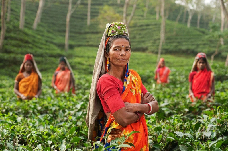 Indian tea - how to brew it correctly, what are its benefits
