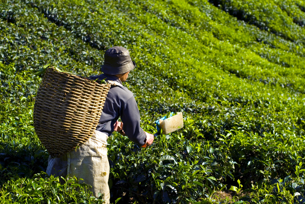 Tea farmer harvesting oolong leaves